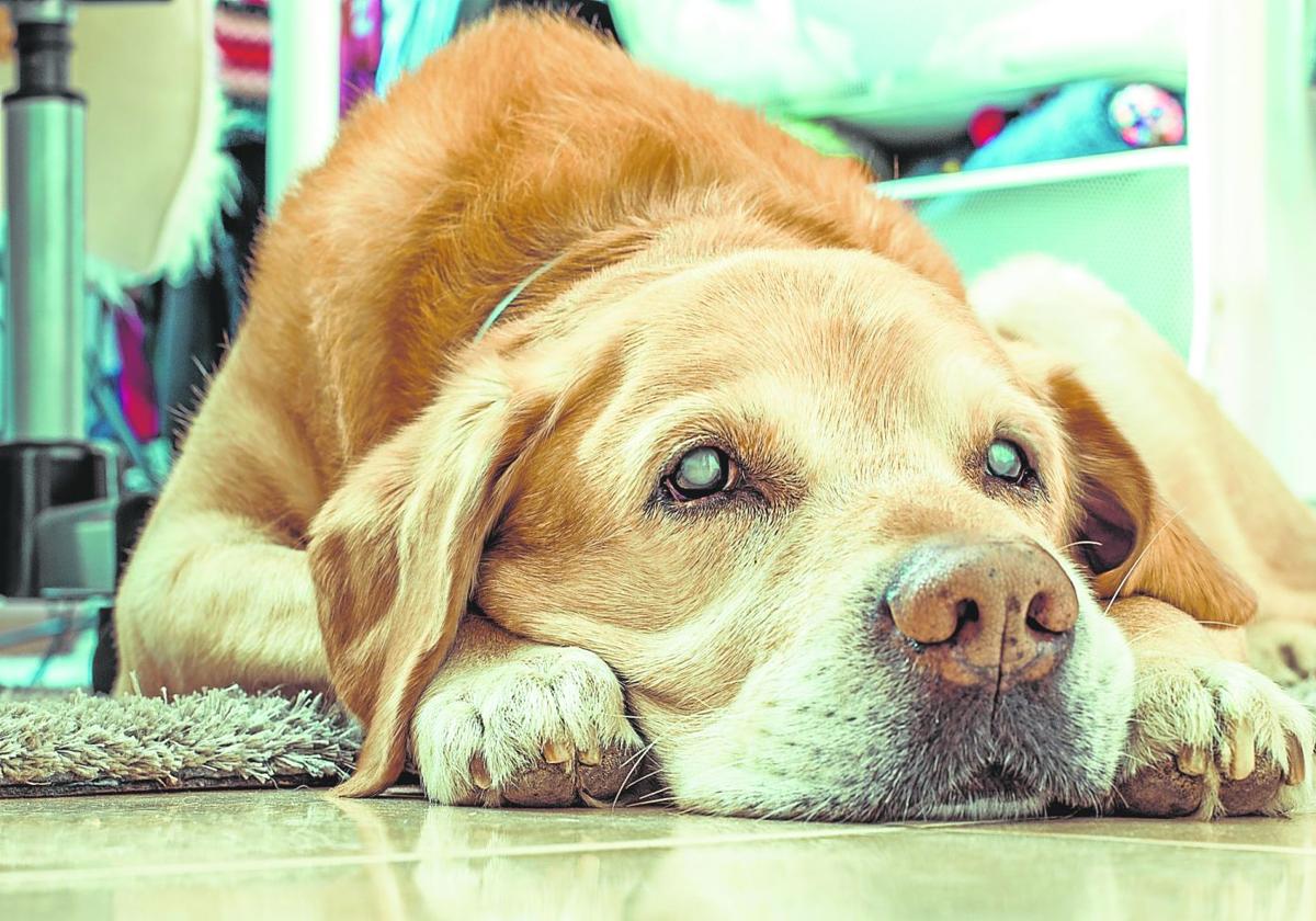 Los perros de todas las razas son propensos a sufrir cataratas.