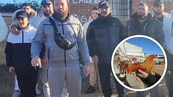 Willy, dueño de los gallos virales de Valladolid: «Aún nos quedan muchos por recuperar»