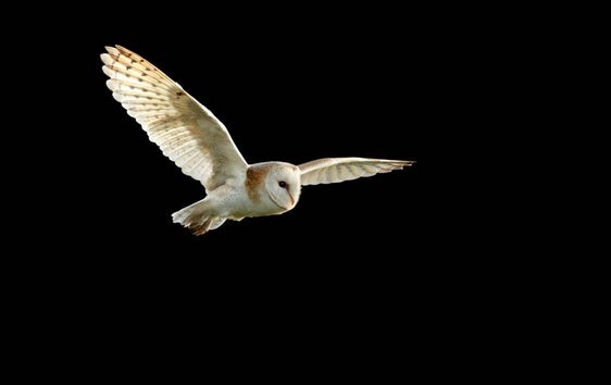 Una lechuza en pleno vuelo nocturno.