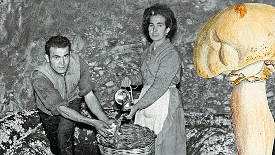 Champiñón: de las catacumbas parisinas a las bodegas riojanas