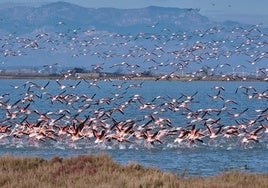 Flamencos en el Delta del Ebro, en la región mediterránea.