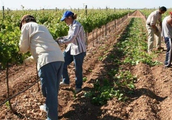 Trabajadores del campo en plena tarea.