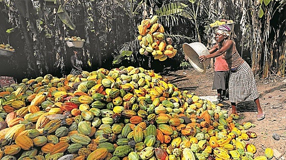 En España se arma el cacao