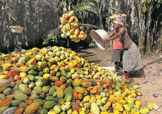 Trabajadores recogen mazorcas de cacao en una aldea de Ghana.