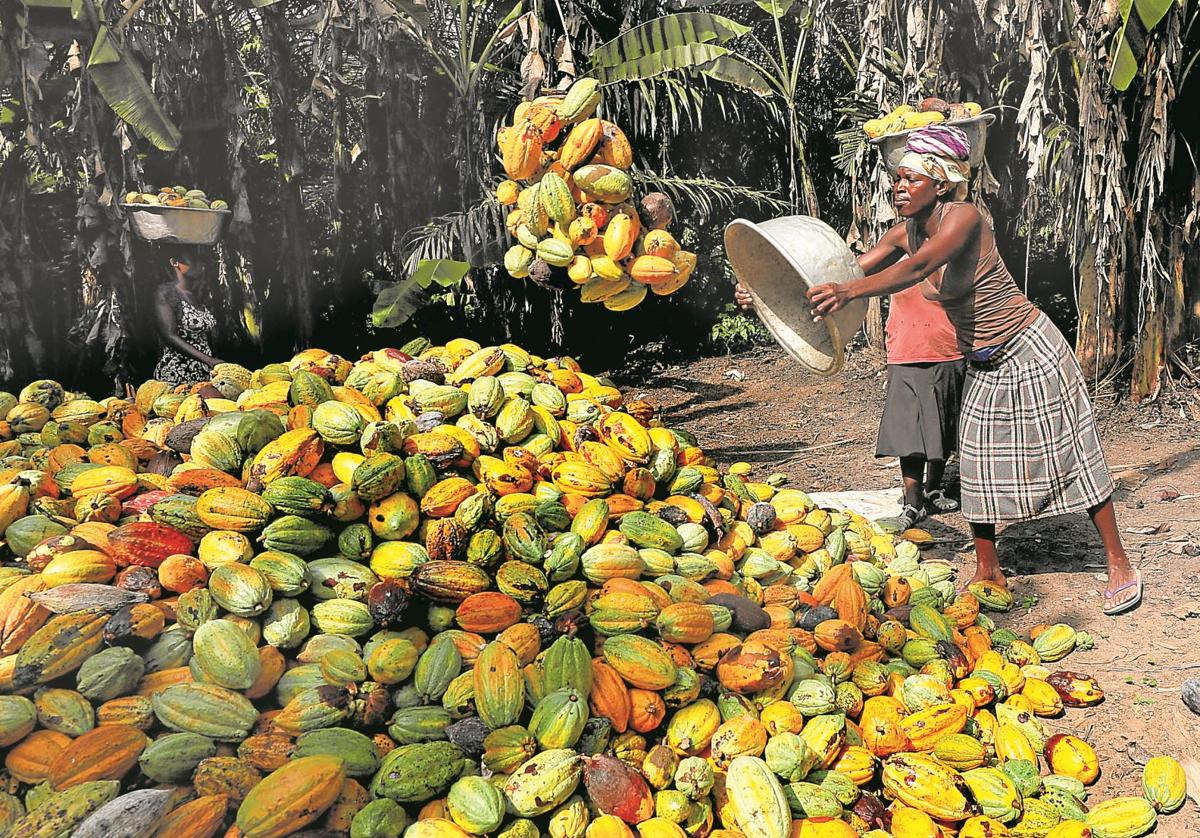 Trabajadores recogen mazorcas de cacao en una aldea de Ghana.