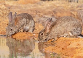 Emergencia en Castilla-La Mancha por la plaga de conejos