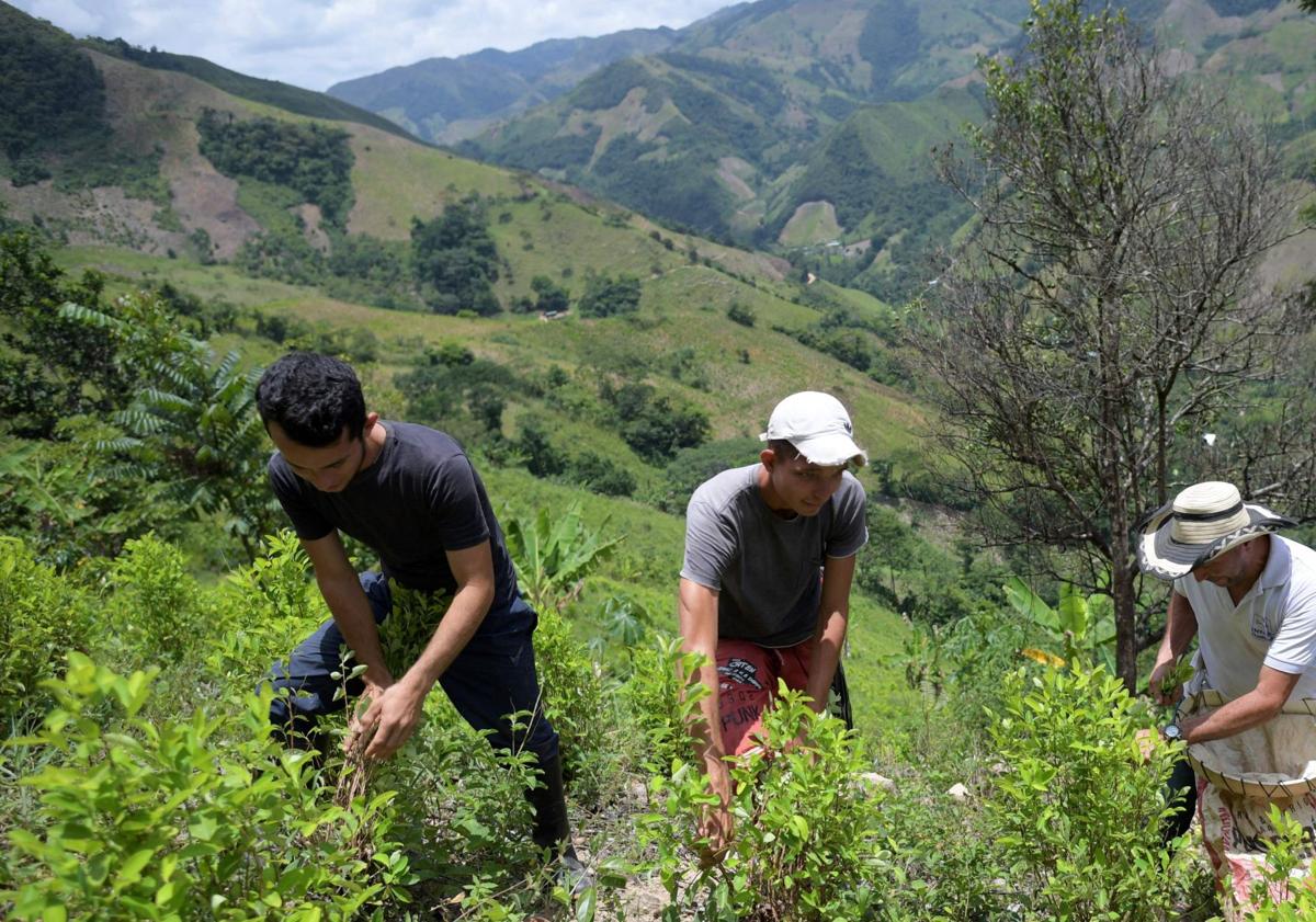 Imagen principal - Catacumbo acoge 43.000 hectáreas de plantaciones de coca.