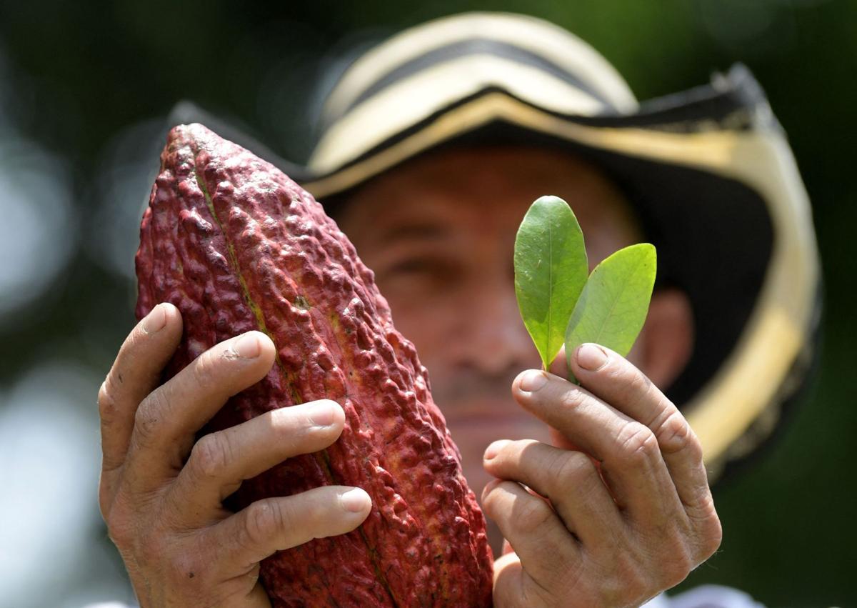 Imagen secundaria 1 - Catacumbo acoge 43.000 hectáreas de plantaciones de coca.