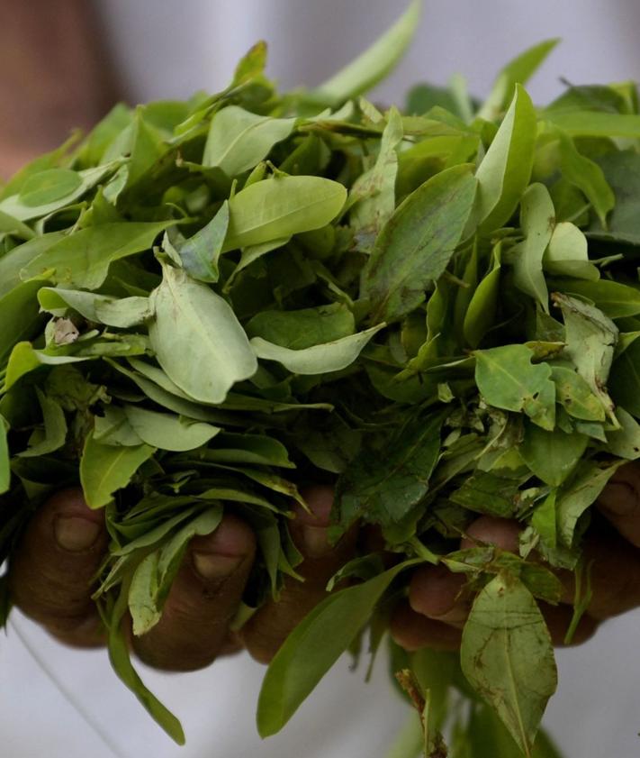 Imagen secundaria 2 - Catacumbo acoge 43.000 hectáreas de plantaciones de coca.