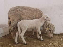 Crece el rechazo entre los españoles a la experimentación con animales para fines científicos