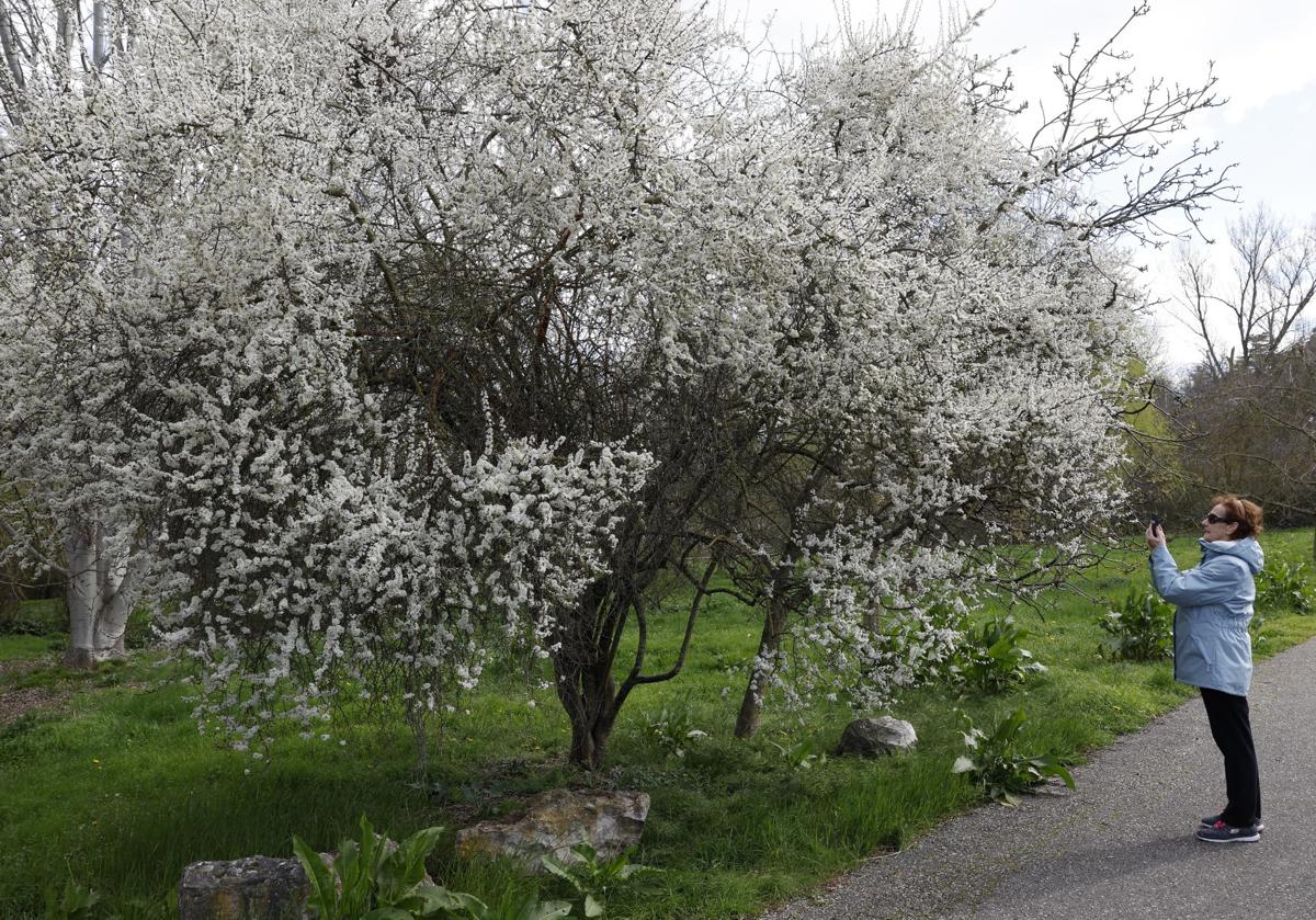 Floración en febrero en Navarra, tras un invierno sin heladas ni olas de frío.