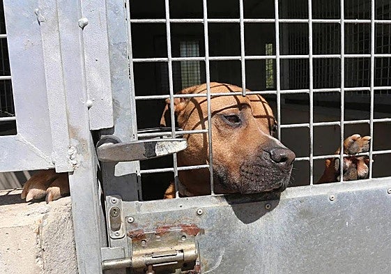 Un perro de raza peligrosa en una jaula.