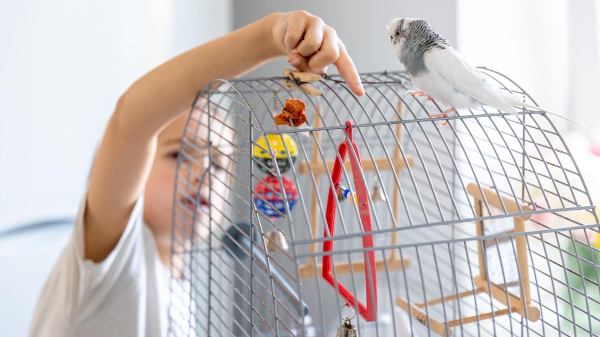Los mejores juguetes para pajaritos domésticos. ¡Diviértete con ellos!