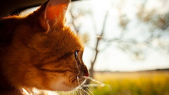 Cómo evitar el estrés a tu gato al viajar en coche