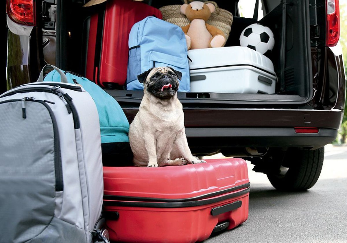 An improperly restrained animal in a vehicle can become a projectile