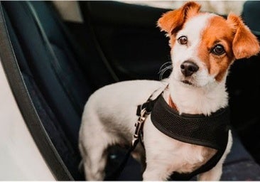 La mayoría de los propietarios de mascotas desconocen cómo deben transportarlas en el coche