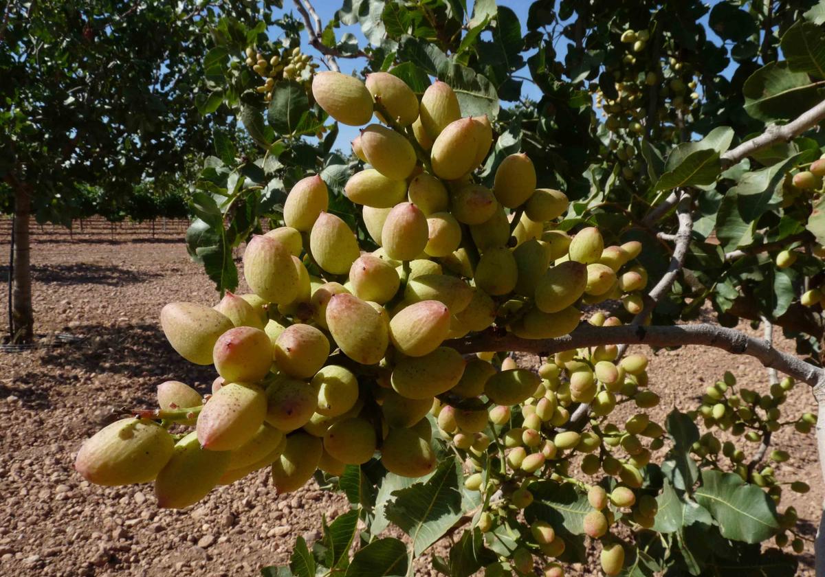 Imagen de un pistachero.