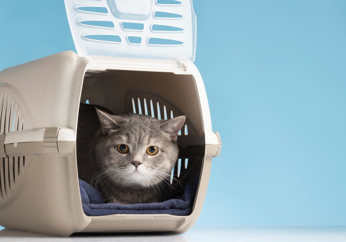 Conoce los beneficios de los difusores de feromonas para gatos