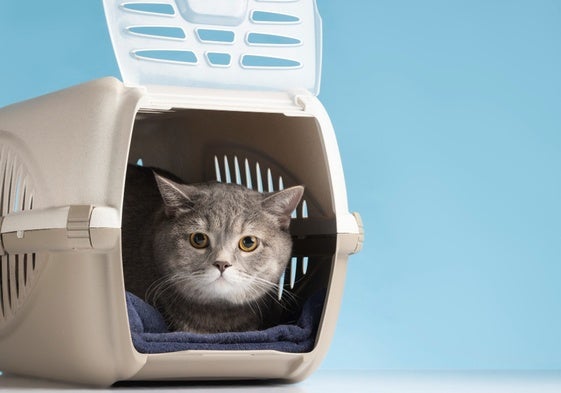 Conoce los beneficios de los difusores de feromonas para gatos