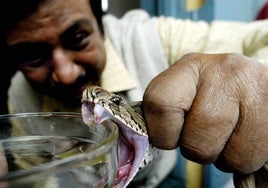 Un hombre en la India recoge veneno de una serpiente para fabricar un antídoto.