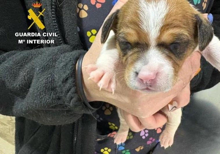 Investigan a un hombre por tirar cuatro cachorros a un contenedor en Zaragoza