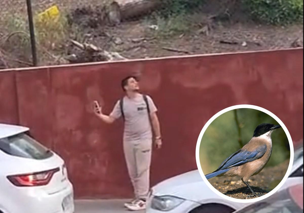 Residents of Linares Report Bird Attacks: 'They've Gone Crazy'