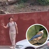 Un pájaro golpea a un peatón.