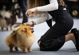 Una mujer prepara a su perro para participar en una exhibición.