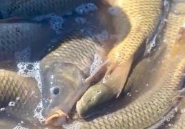 Peces muertos tras el cierre de la conexión de los embalses de Entrepeñas y Buendía.