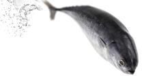 Precauciones con el pescado y el marisco