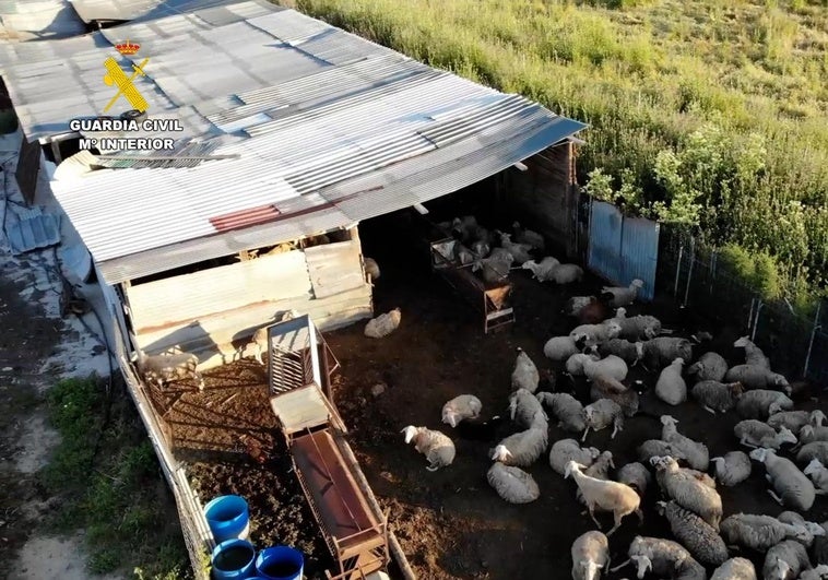 El lugar que la Guardia Civil ha desmantelado por la introducción ilgeal de ganado ovino y caprino
