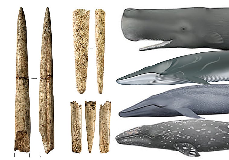Las armas de hueso de ballena nacieron en el Golfo de Bizkaia hace 20.000 años
