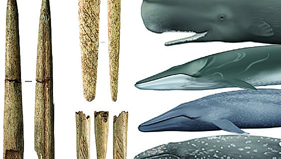 Las armas de hueso de ballena nacieron en el Golfo de Bizkaia hace 20.000 años