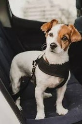 Cómo llevar a tu mascota en el coche