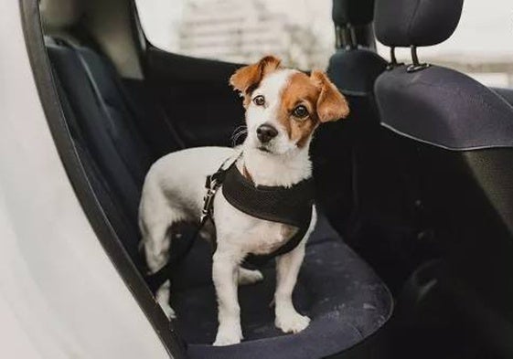 Cómo llevar a tu mascota en el coche