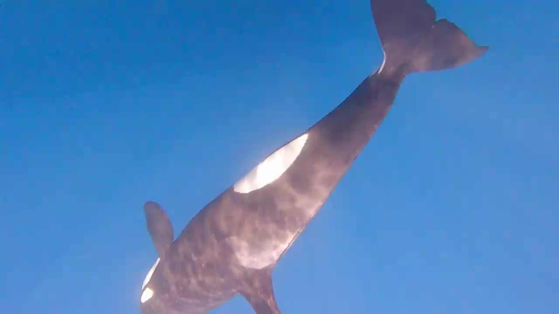 La Gladis blanca, la orca que empezó los 'ataques' a los barcos en el Estrecho