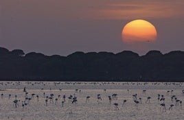 Flamencos en Doñana.