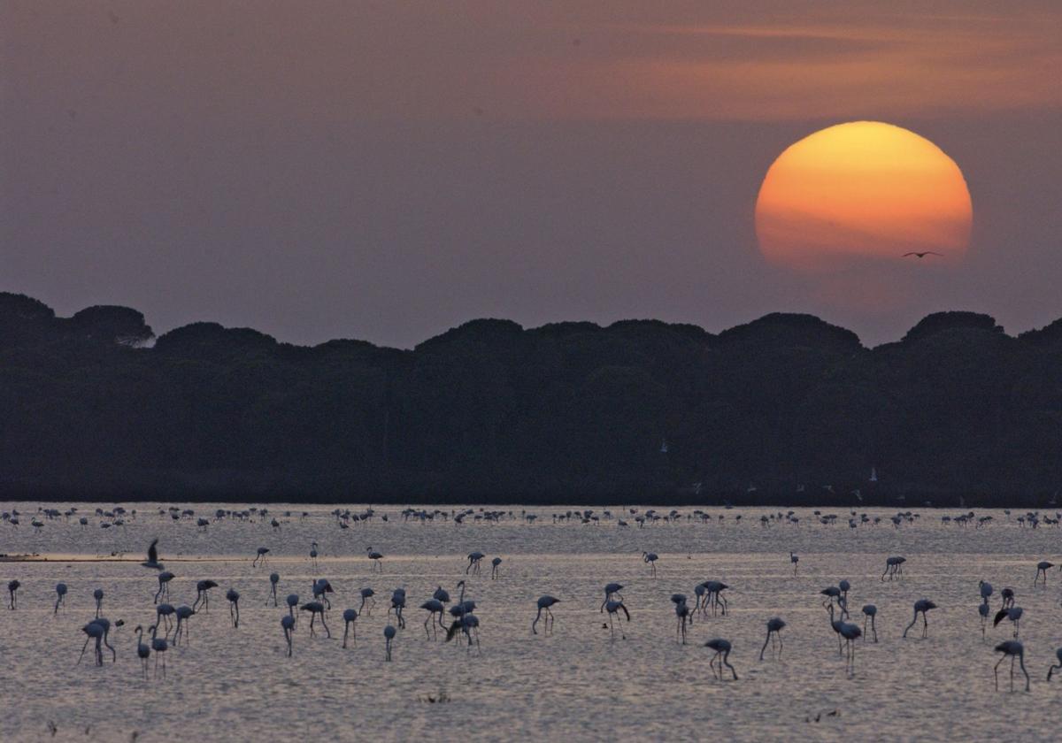 Flamencos en Doñana.