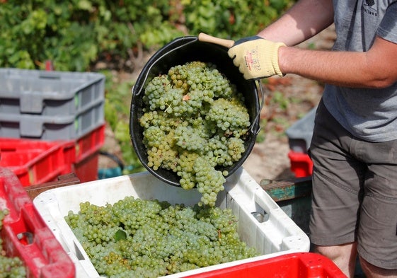 Recogida tradicional de la uva de la champaña, en Francia.