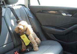 Un perro bien sujeto en el vehículo