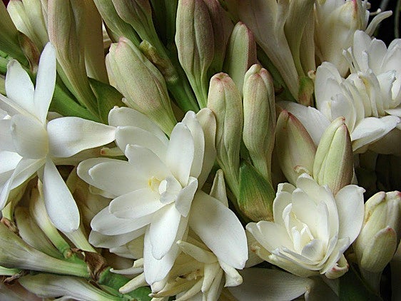 El perfume secreto de las flores mudas