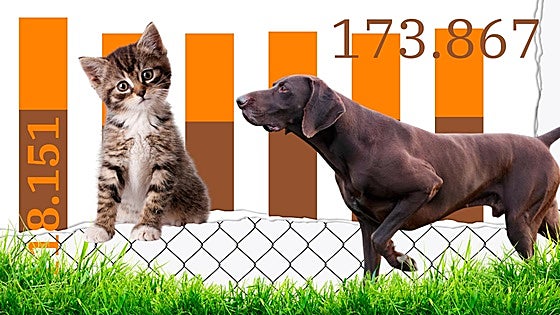 Los españoles abandonan cada vez a más perros y gatos: 33 cada hora