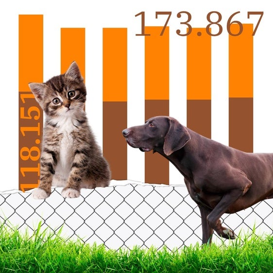 Los españoles abandonan cada vez a más perros y gatos: 33 cada hora