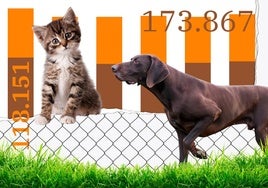 Los españoles abandonan cada vez a más perros y gatos: 33 cada hora