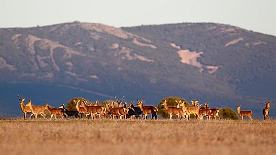 A las ciervas les 'ponen' los cuernos