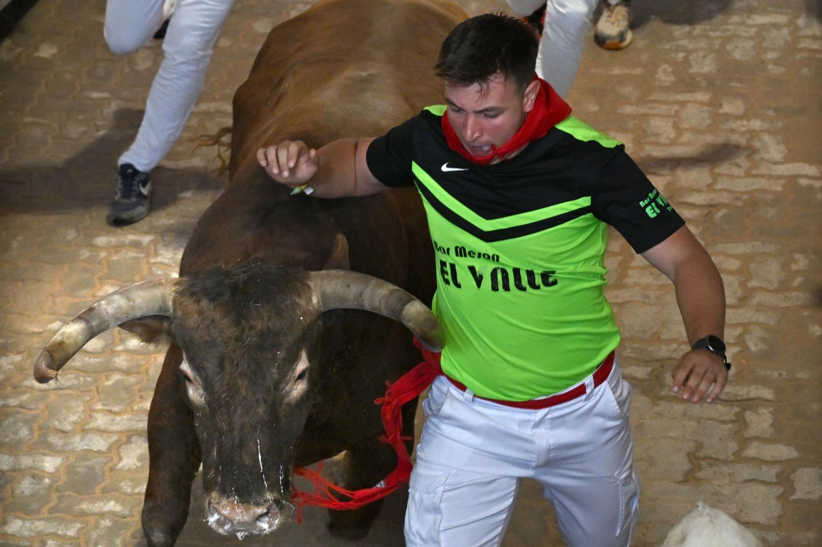 Uno de los mozos corre junto a uno de los toros de la ganadería gaditana de La Palmosilla a la entrada a la Plaza de Toros