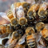 Muere un hombre de 63 años tras sufrir un ataque de abejas en Teruel