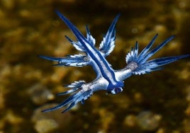 Imagen de un ejemplar de dragón azul captada en 2021 en Gran Canaria.