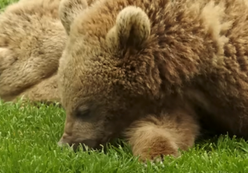 El oso pardo regresa a nuestros montes y “Conexión a Tierra” desvela por qué