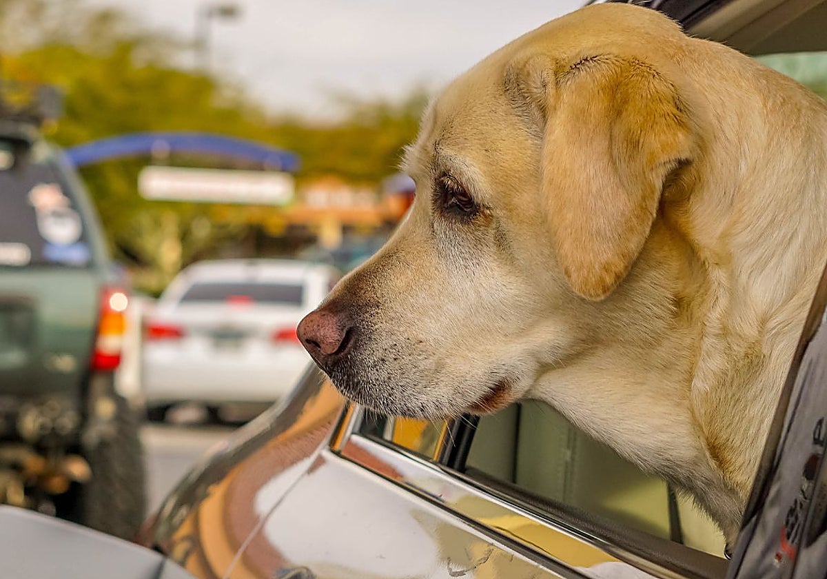 Siete de cada diez conductores españoles opina que las áreas de servicio en las carreteras del país carecen de las infraestructuras necesarias para viajar con mascotas